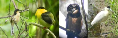  4 DAYS BIRDING TOUR Black-capped Donacobious,Golden-collared Manaking,Spectacle Owl, Black-crowned Night-Heron