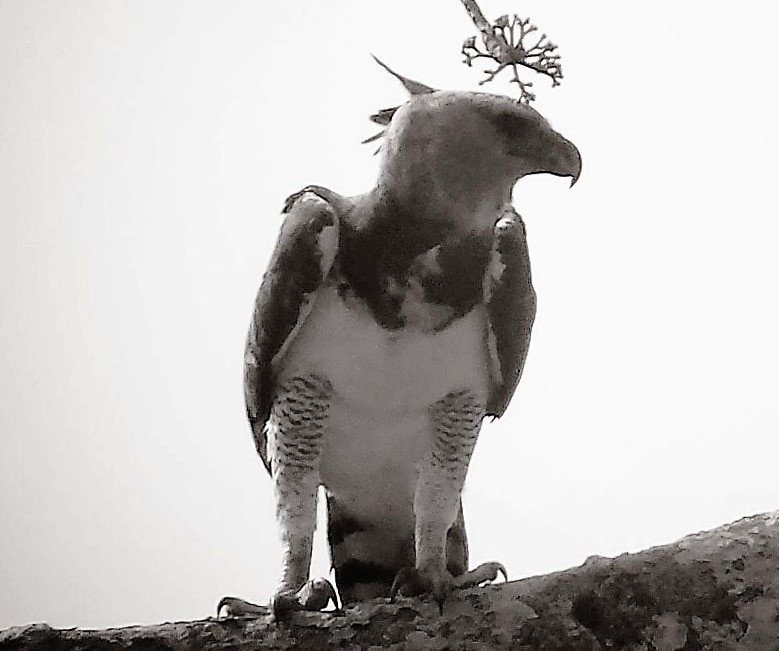 Panama Harpy Eagle Darien Lowland, Darien photo © Nando Quiroz
