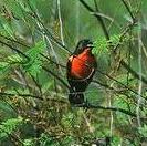 Red-breasted Blackbird (Sturnella m. militaris) Photo by Arthur Grosset