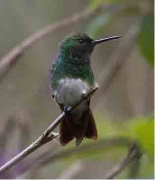 Snowy-bellied Hummingbird. Group of birders during a Central Panama birdwatching tours bird checklists  birdlist, tropical rainforest birds and nature photography tour, expert guides and guiding, birding by boat tour, bierding hot spots, bird watching birds, birdwatcher going birding, finding birds in panama, bird diversity, canal zone.