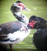Muscovy Duck (Cairina moschata) Photo by Gonzalo Horna G.