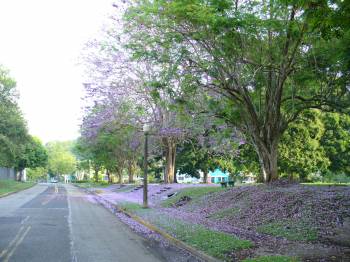 Residential area with flowering trees and grassy areas.