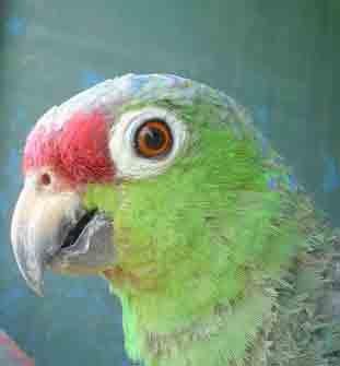 Red-lored Amazon (Amazona autumnalis salvini)