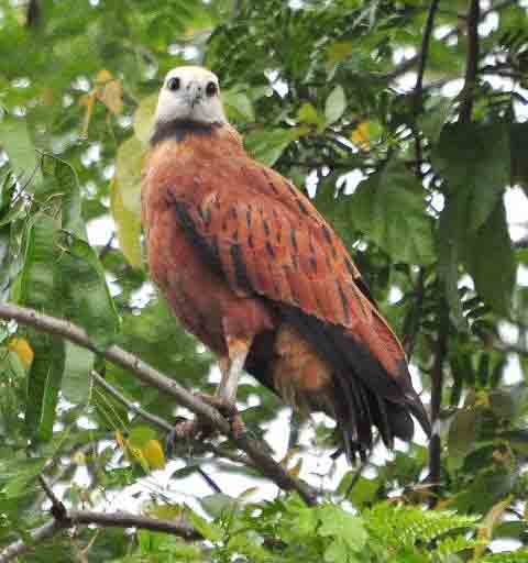 Black-collared Hawk, Tuira River -Darien, Panama- photo © Alfred Raab