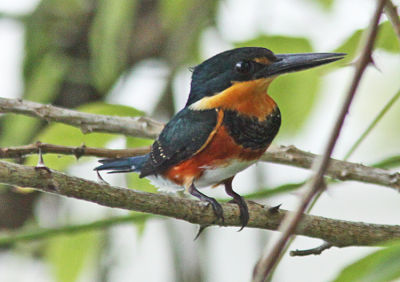 American Pygmy-Kingfisher