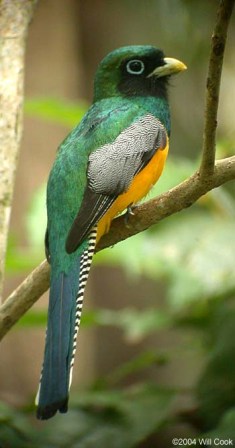 Black-throated Trogon