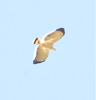 White Hawk photo by Eva Callahan, bird field guide  The Birds of Panama by Robert  Ridgley.  Great book for birding tours identifying hawks